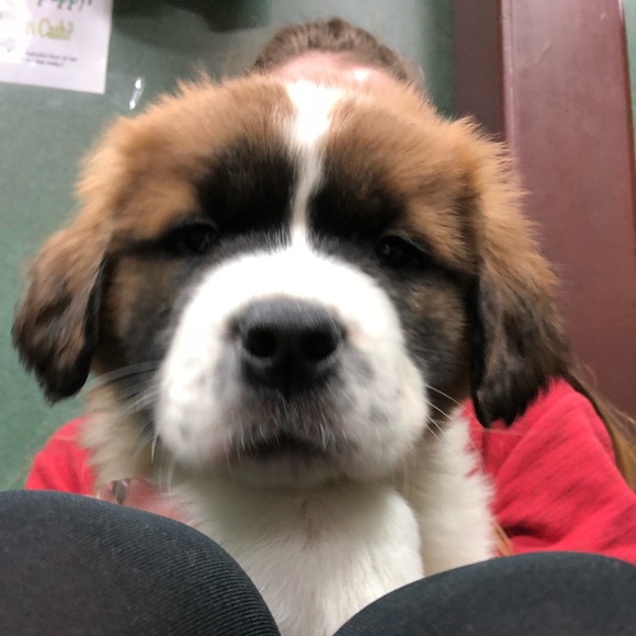 Meet your Posher, Graham - Picture 1 of 1